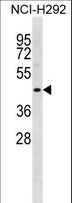 STAC2 Antibody - STAC2 Antibody western blot of NCI-H292 cell line lysates (35 ug/lane). The STAC2 antibody detected the STAC2 protein (arrow).