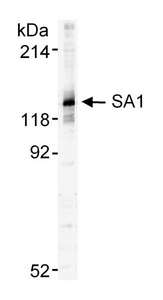 STAG1 / SA1 Antibody - Detection of Human SA1 by Western Blot. Sample: Nuclear extract from ~500000 HeLa cells. Antibody: Affinity purified goat anti-SA1 used at 0.5 ug/ml. Detection: Chemiluminescence with 15 sec. exposure.