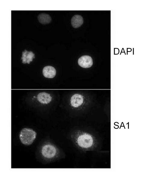 STAG1 / SA1 Antibody - Immunocytochemical Localization of Human SA1. Sample: HeLa cells that were extracted for 5 min at 4C in 0.5% Triton in CSK buffer. Antibody: Affinity purified goat anti-SA1 used at 1 ug/ml.