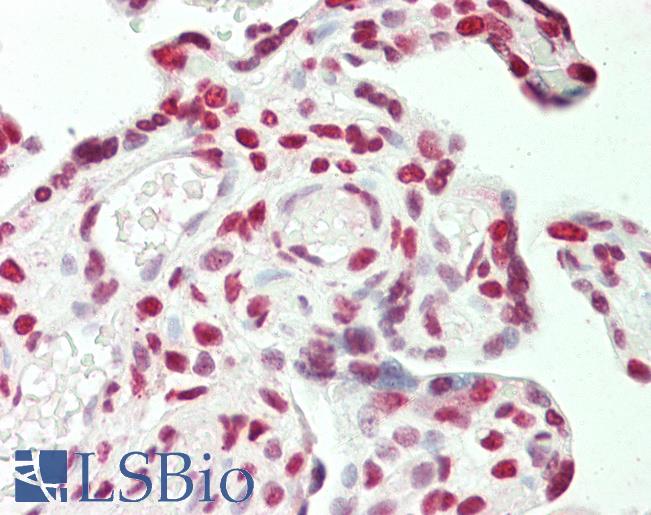 STAG1 / SA1 Antibody - Anti-STAG1 / SA1 antibody IHC staining of human placenta. Immunohistochemistry of formalin-fixed, paraffin-embedded tissue after heat-induced antigen retrieval. Antibody concentration 5 ug/ml.