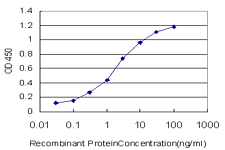 STAG1 / SA1 Antibody - Detection limit for recombinant GST tagged STAG1 is approximately 0.03 ng/ml as a capture antibody.