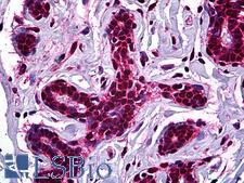 STAG1 / SA1 Antibody - Anti-STAG1 antibody IHC of human breast. Immunohistochemistry of formalin-fixed, paraffin-embedded tissue after heat-induced antigen retrieval. Antibody concentration 5 ug/ml.