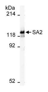 STAG2 Antibody - Detection of Human SA2 by Western Blot. Sample: Nuclear extract from ~500000 HeLa cells. Antibody: Affinity purified goat anti-SA2 used at 0.5 ug/ml. Detection: Chemiluminescence with 15 sec. exposure.