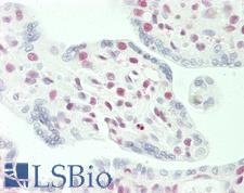 STAG2 Antibody - Anti-STAG2 antibody IHC staining of human placenta. Immunohistochemistry of formalin-fixed, paraffin-embedded tissue after heat-induced antigen retrieval. Antibody concentration 5 ug/ml.