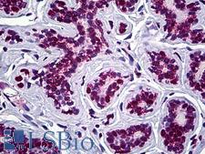 STAG2 Antibody - Anti-STAG2 antibody IHC of human breast. Immunohistochemistry of formalin-fixed, paraffin-embedded tissue after heat-induced antigen retrieval. Antibody concentration 5 ug/ml.