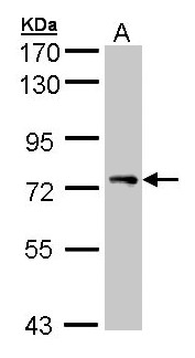 STAM1 / STAM Antibody - Sample (30 ug of whole cell lysate). A: H1299. 7.5% SDS PAGE. STAM1 / STAM antibody diluted at 1:3000