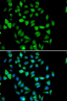 STAMBP / AMSH Antibody - Immunofluorescence analysis of U20S cell using STAMBP antibody. Blue: DAPI for nuclear staining.