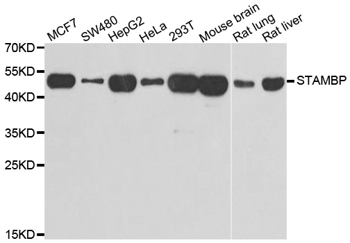 STAMBP / AMSH Antibody - Western blot analysis of extracts of various cell lines, using STAMBP antibody.