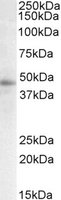 STAP2 Antibody - STAP2 antibody (0.3 ug/ml) staining of Human Breast lysate (35 ug protein/ml in RIPA buffer). Primary incubation was 1 hour. Detected by chemiluminescence.