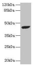 STARD7 Antibody - Western blot All lanes: StAR-related lipid teansfer protein 7, mitochondrial antibody at 2µg/ml + PC-3 whole cell lysate Secondary Goat polyclonal to rabbit IgG at 1/10000 dilution Predicted band size: 43 kDa Observed band size: 43 kDa