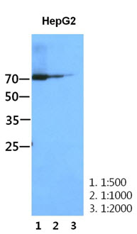 STAT1 Antibody - Western Blot: The HepG2 cell lysate (50 ug) were resolved by SDS-PAGE, transferred to PVDF membrane and probed with anti-human STAT1 antibody (1:500, 1:1000, 1:2000). Proteins were visualized using a goat anti-mouse secondary antibody conjugated to HRP and an ECL detection system.