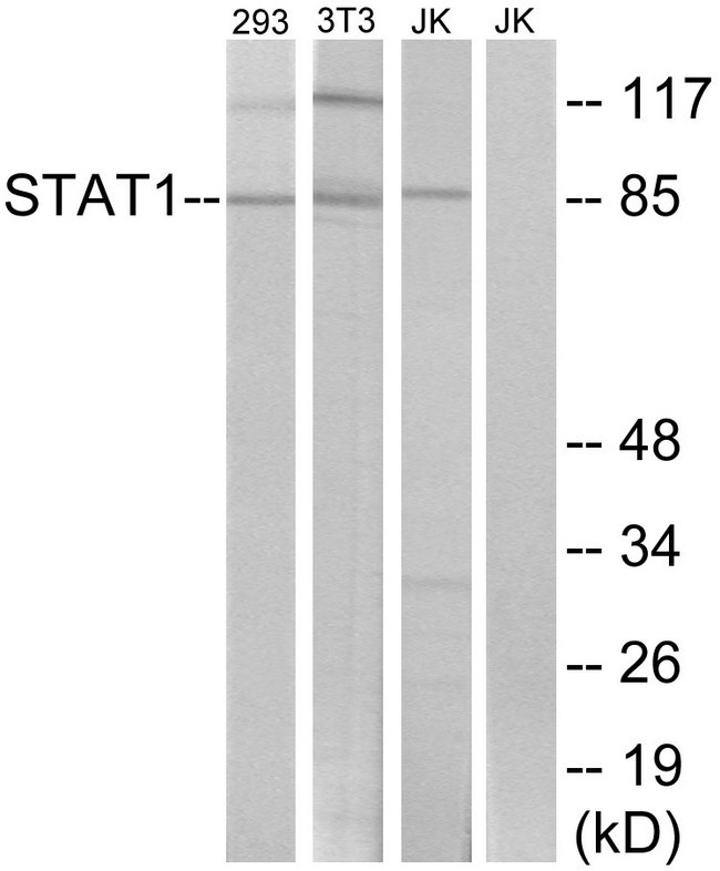 STAT1 Antibody - Western blot analysis of lysates from 293/3T3/Jurkat, using STAT1 Antibody. The lane on the right is blocked with the synthesized peptide.