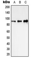 STAT1 Antibody - Western blot analysis of STAT1 expression in HeLa (A); NIH3T3 (B); PC12 (C) whole cell lysates.