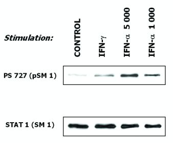 STAT1 Antibody - Induction of phosphorylation of STAT1 at Ser727 in human malignant melanoma cells (short-term culture derived from a patient) in response to interferons.    Subconfluent cells were serum-starved before exposure to activation dosages of IFN-gamma (10 ng/ml) and IFN-alpha (1000 IU/ml and 5000 IU/ml). Western blotting analysis of cell extracts shows detection of phosphorylated STAT1 (Ser727) by the antibody PSM1 (upper panel) and total STAT1 level by the antibody SM1 (lower panel).