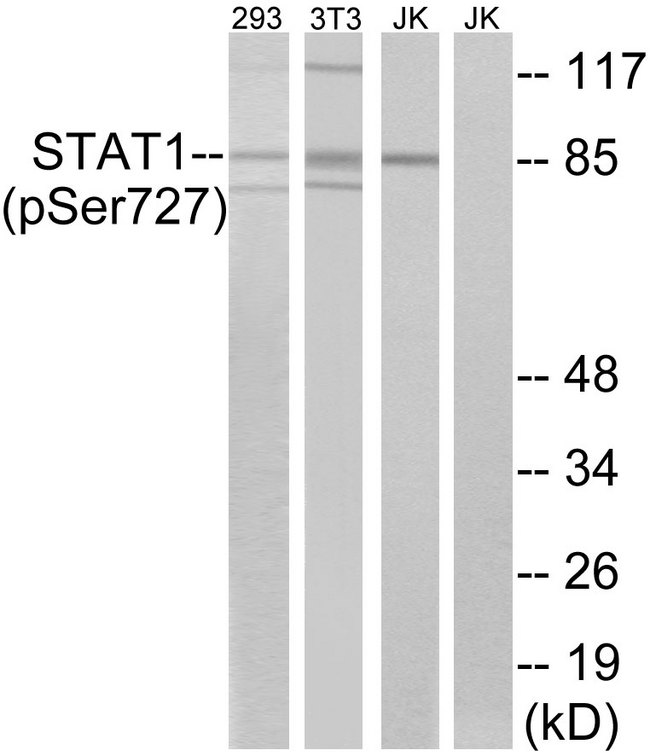 STAT1 Antibody - Western blot analysis of lysates from 293 cells, 3T3 cells treated with UV (15mins) and Jurkat cells treated with eto (25uM, 24hours), using STAT1 (Phospho-Ser727) Antibody. The lane on the right is blocked with the phospho peptide.