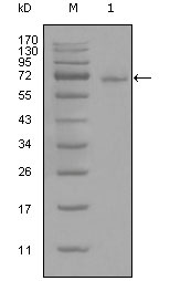 STAT3 Antibody - Western blot using STAT3 mouse monoclonal antibody against full-length STAT3-His recombinant protein (1).