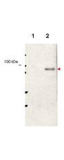 STAT5 A+B Antibody - Anti-STAT5 pY694 Antibody - Western Blot. Western blot of affinity purified anti-Stat5 pY694 antibody shows detection of phosphorylated Stat5 (indicated by arrowhead at ~91 kD) in NK92 cells after 30 min treatment with 1Ku of IL-2 (lane 2). No reactivity is seen for non-phosphorylated Stat5 in untreated cells (lane 1). The membrane was probed with the primary antibody at a 1:1000 dilution, overnight at 4C. Personal Communication from Ana Gamero, CCR-NCI, Bethesda, MD.
