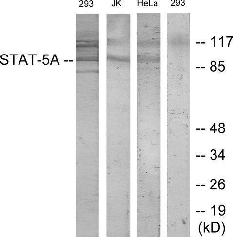 STAT5A Antibody - Western blot analysis of lysates from 293, Jurkat, and HeLa cells, treated with PMA 125ng/ml 30', using STAT5A Antibody. The lane on the right is blocked with the synthesized peptide.