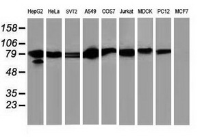 STAT5A Antibody - Western blot of extracts (35 ug) from 9 different cell lines by using anti-STAT5A monoclonal antibody.