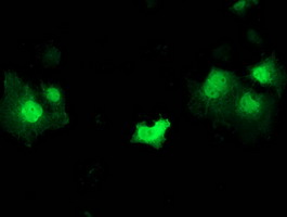STAT5A Antibody - Anti-STAT5A mouse monoclonal antibody immunofluorescent staining of COS7 cells transiently transfected by pCMV6-ENTRY STAT5A.