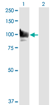 STAT6 Antibody - Western blot of STAT6 expression in transfected 293T cell line by STAT6 monoclonal antibody.