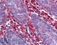STAU1 / Staufen Antibody - Anti-STAU1 / Staufen antibody IHC of human colon. Immunohistochemistry of formalin-fixed, paraffin-embedded tissue after heat-induced antigen retrieval. Antibody concentration 5 ug/ml.