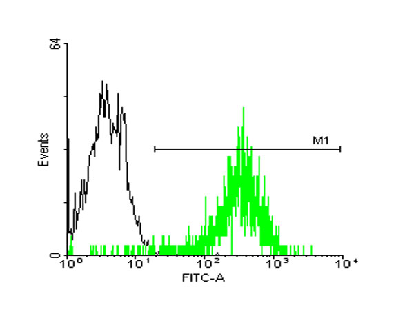 STI1 / STIP1 Antibody - FACS analysis of A-431 cells stained with STIP1 monoclonal antibody clone 2E1 (Green) and non-stained A-431 cells (Black) as negative control.