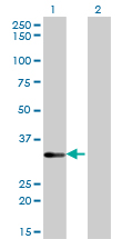 STK16 Antibody - Western blot of STK16 expression in transfected 293T cell line by STK16 monoclonal antibody, clone M2.