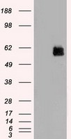 STK3 Antibody - HEK293T cells were transfected with the pCMV6-ENTRY control (Left lane) or pCMV6-ENTRY STK3 (Right lane) cDNA for 48 hrs and lysed. Equivalent amounts of cell lysates (5 ug per lane) were separated by SDS-PAGE and immunoblotted with anti-STK3.