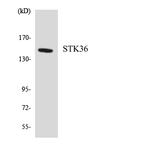 STK36 Antibody - Western blot analysis of the lysates from HepG2 cells using STK36 antibody.
