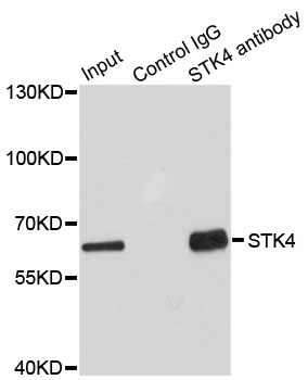STK4 Antibody - Immunoprecipitation analysis of 100ug extracts of HepG2 cells.