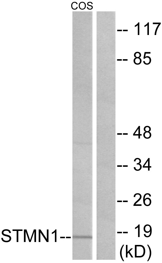 STMN1 / Stathmin / LAG Antibody - Western blot analysis of lysates from COS7 cells, treated with PMA 1ng/ml 15', using Stathmin 1 Antibody. The lane on the right is blocked with the synthesized peptide.