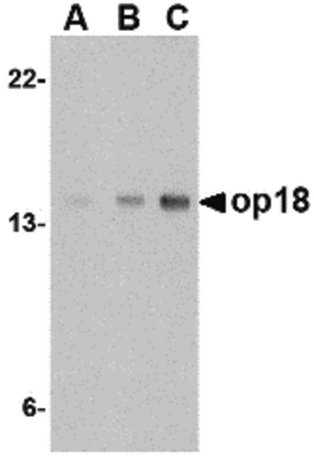 STMN1 / Stathmin / LAG Antibody - Western blot of op18 in EL4 cell lysate with op18 antibody at (A) 0.5, (B) 1 and (C) 2 ug/ml.