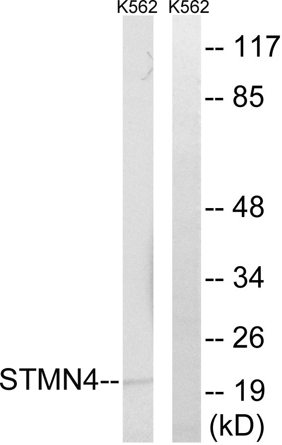 STMN4 / RB3 Antibody - Western blot analysis of lysates from K562 cells, using STMN4 Antibody. The lane on the right is blocked with the synthesized peptide.