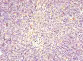 STRA13 Antibody - Immunohistochemistry of paraffin-embedded human thymus tissue using antibody at dilution of 1:100.