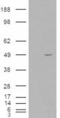 STRADB / ALS2CR2 Antibody - HEK293 overexpressing ILPIP (RC203432) and probed with the antibody (mock transfection in first lane).