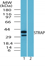 STRAP / MAWD Antibody - Western blot of human STRAP in Raw cell lysate in the 1) absence and 2) presence of immunizing peptide using antibody at 1 ug/ml.