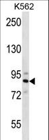 STRN4 Antibody - STRN4 Antibody western blot of K562 cell line lysates (35 ug/lane). The STRN4 antibody detected the STRN4 protein (arrow).