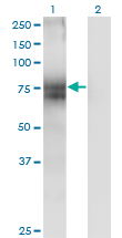 STT3A / ITM1 Antibody - Western blot of ITM1 expression in transfected 293T cell line by ITM1 monoclonal antibody clone 4D4.