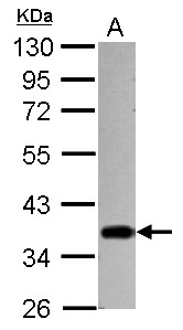 STUB1 / CHIP Antibody - Sample (30 ug of whole cell lysate) A: 293T 10% SDS PAGE STUB1 antibody diluted at 1:10000