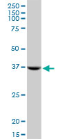 STX18 / Syntaxin 18 Antibody - Antibody Western blot of STX18 expression in Raw 264.7.
