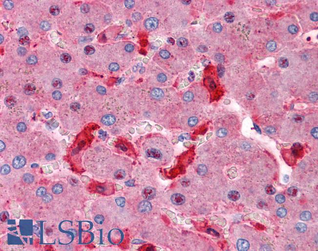 STX5 / Syntaxin 5 Antibody - Anti-STX5 / Syntaxin 5 antibody IHC of human liver. Immunohistochemistry of formalin-fixed, paraffin-embedded tissue after heat-induced antigen retrieval. Antibody concentration 5 ug/ml.