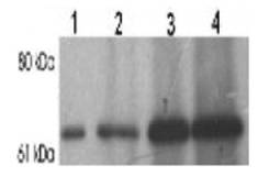 STXBP2 Antibody - Western blot analysis for Munc18 in 750 ug rat brain homogenate immunoprecipitated with 1 ug, 5 ug, and 10 ug of (lanes 2-4) of  STXBP2 Antibody (lane 1: extract only).