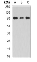 STXBP2 Antibody - Western blot analysis of Unc18-2 expression in THP1 (A); Jurkat (B); mouse testis (C) whole cell lysates.