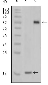 STYK1 Antibody - Western blot using STYK1 mouse monoclonal antibody against truncated STYK1 recombinant protein(1) and STYK1 (aa47-422)-hIgGFc transfected CHO-K1 cell lysate (2).