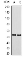 SUFU Antibody - Western blot analysis of SUFU expression in mouse testis (A); rat kidney (B) whole cell lysates.