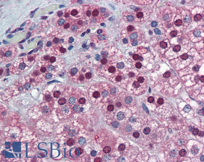 SUGP2 / SFRS14 Antibody - Anti-SUGP2 / SFRS14 antibody IHC of human adrenal. Immunohistochemistry of formalin-fixed, paraffin-embedded tissue after heat-induced antigen retrieval. Antibody concentration 10 ug/ml.