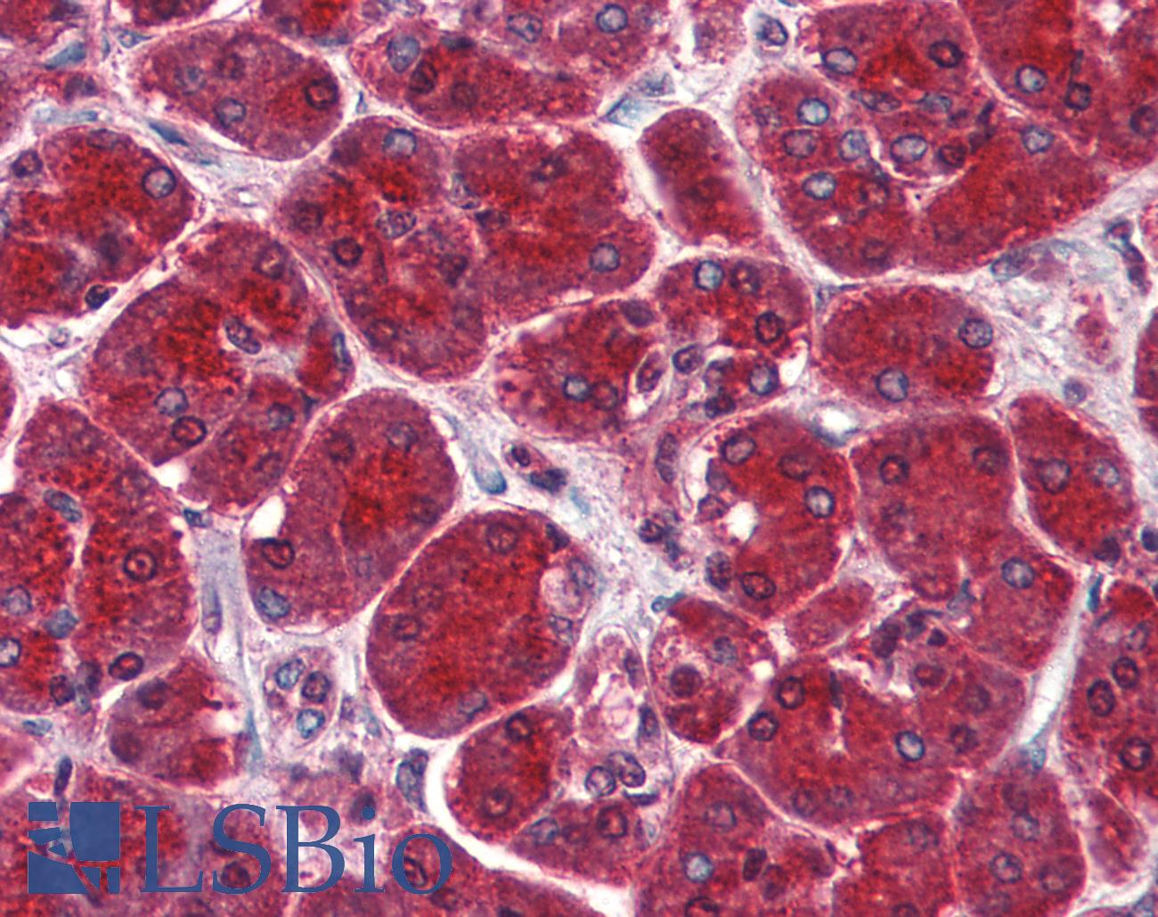 SUGP2 / SFRS14 Antibody - Anti-SUGP2 / SFRS14 antibody IHC of human pancreas. Immunohistochemistry of formalin-fixed, paraffin-embedded tissue after heat-induced antigen retrieval. Antibody concentration 10 ug/ml.