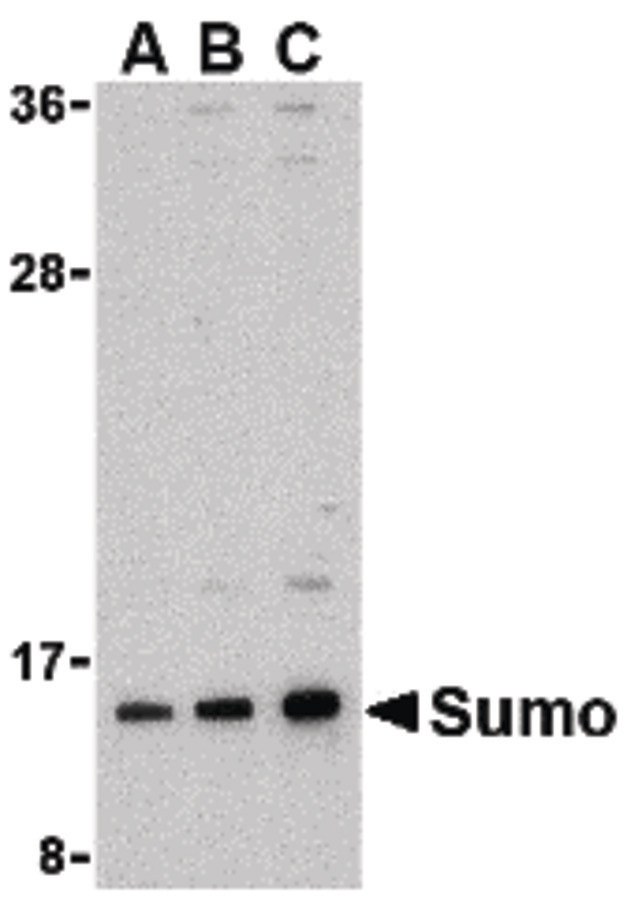 SUMO1 / SMT3 Antibody - Western blot of sumo in HL-60 cell lysate with sumo antibody at (A) 0.5, (B) 1, and (C) 2 ug/ml.