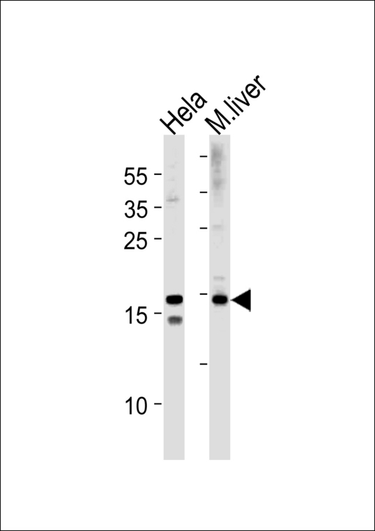 SUMO2 + SUMO3 Antibody - SUMO2/3 Antibody western blot of HeLa cell line and mouse liver tissue lysates (35 ug/lane). The SUMO2/3 antibody detected the SUMO2/3 protein (arrow).